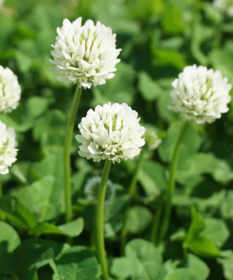 Incienso RIRAKU – White Clover