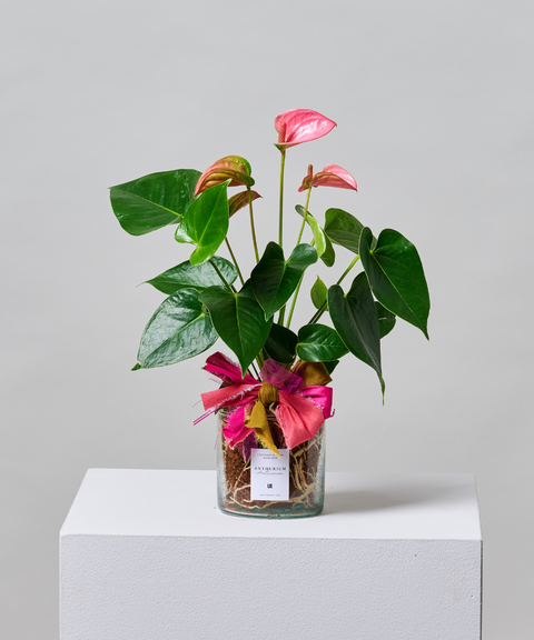 Planta Anturio Rosa Coral en Maceta de Vidrio Soplado