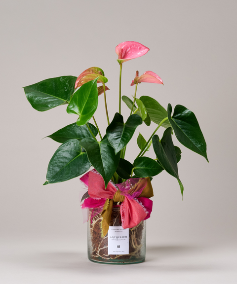 Planta Anturio Rosa Coral en Maceta de Vidrio Soplado