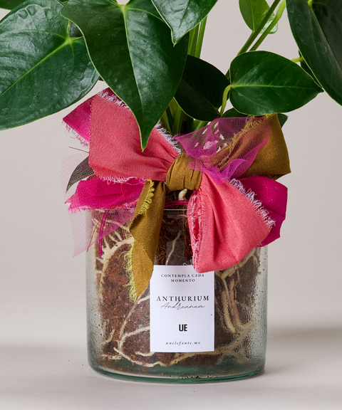 Planta Anturio Rosa Coral en Maceta de Vidrio Soplado