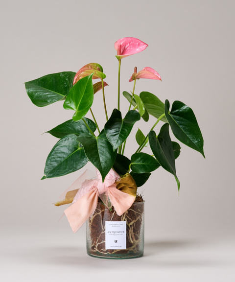 Planta Anturio Rosa Coral en Maceta de Vidrio Soplado