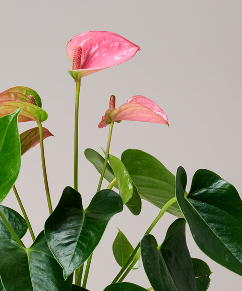 Planta Anturio Rosa Coral en Maceta de Vidrio Soplado