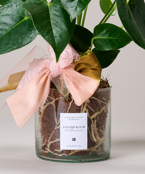 Planta Anturio Rosa Coral en Maceta de Vidrio Soplado