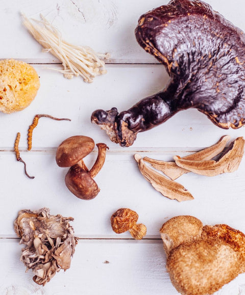 Libro Healing Mushrooms: A Practical & Culinary Guide