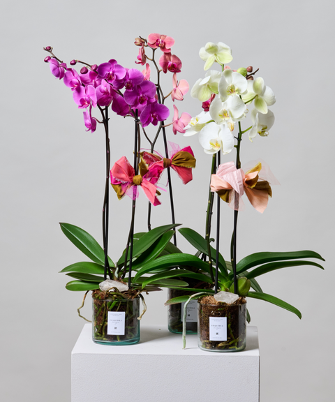 Orquídea Phalaenopsis – Colores de Temporada. Con Cuarzo Cristal