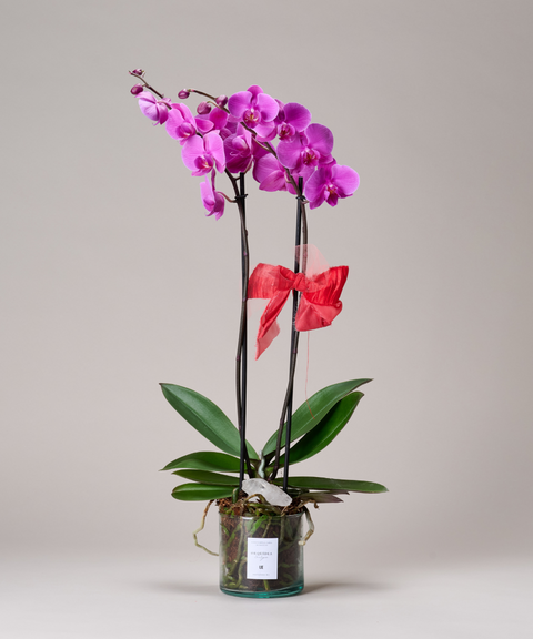 Orquídea Phalaenopsis – Colores de Temporada. Con Cuarzo Cristal