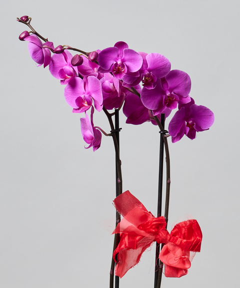 Orquídea Phalaenopsis – Colores de Temporada. Con Cuarzo Cristal