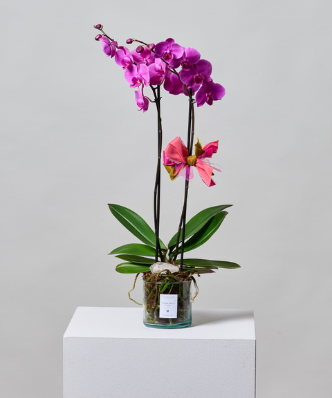 Orquídea Phalaenopsis – Colores de Temporada. Con Cuarzo Cristal