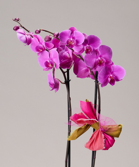Orquídea Phalaenopsis – Colores de Temporada. Con Cuarzo Cristal