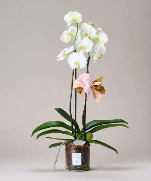 Orquídea Phalaenopsis – Colores de Temporada. Con Cuarzo Cristal