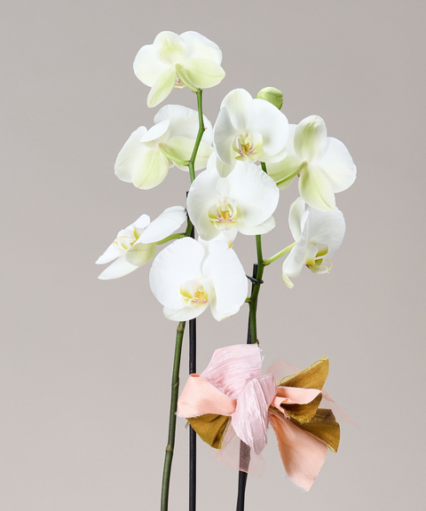 Orquídea Phalaenopsis – Colores de Temporada. Con Cuarzo Cristal
