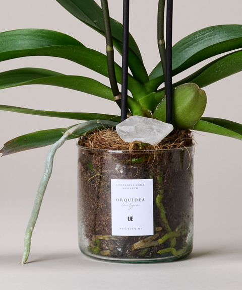 Orquídea Phalaenopsis – Colores de Temporada. Con Cuarzo Cristal