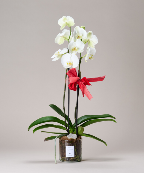 Orquídea Phalaenopsis – Colores de Temporada. Con Cuarzo Cristal