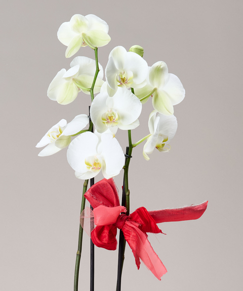 Orquídea Phalaenopsis – Colores de Temporada. Con Cuarzo Cristal