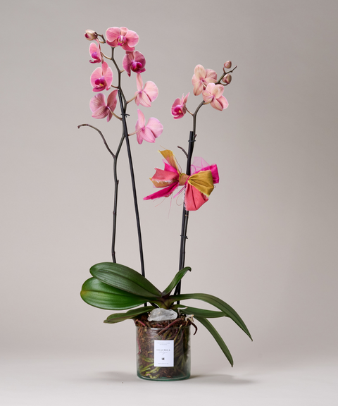 Orquídea Phalaenopsis – Colores de Temporada. Con Cuarzo Cristal