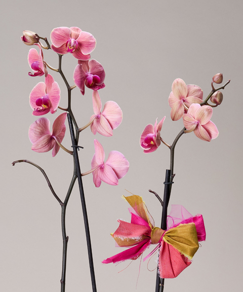 Orquídea Phalaenopsis – Colores de Temporada. Con Cuarzo Cristal