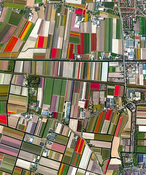 Rompecabezas “Tulipanes desde el Cielo” – Overview, 1000 Piezas