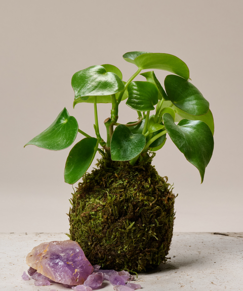 Kokedama Peperomia con Flor de Orquídea
