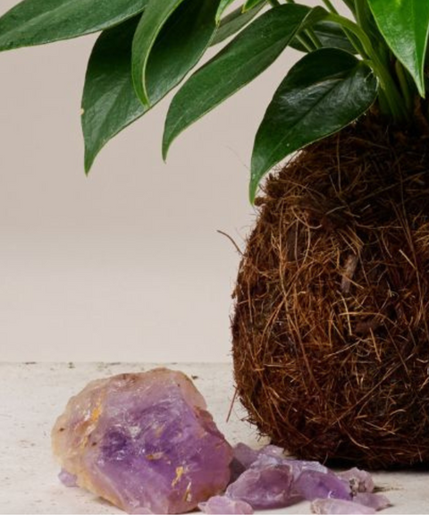 Kokedama Anturio con Amatistas