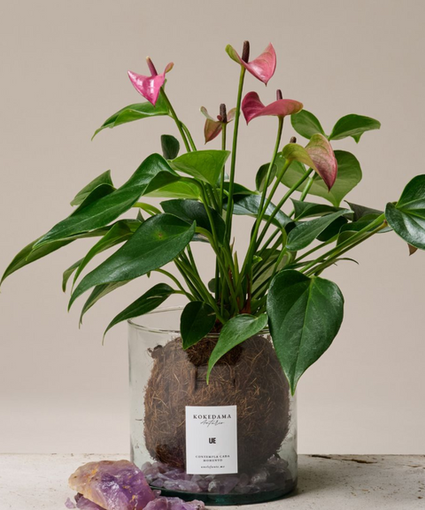 Kokedama Anturio con Amatistas