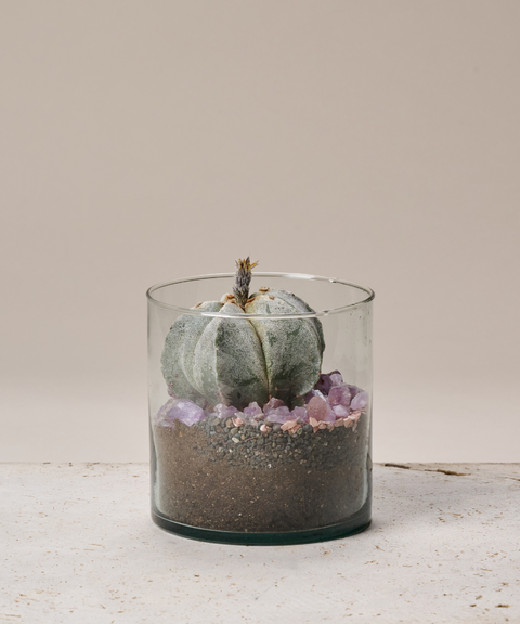 Terrario con Cactus Gorro de Obispo y Amatistas