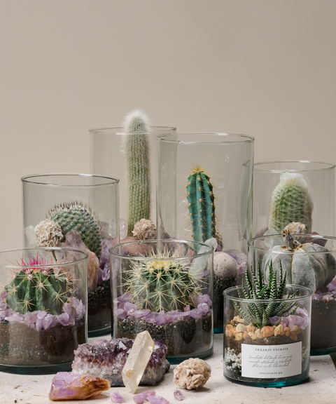 Terrario con Cactus Azul, Amatistas, Cuarzo y Rosa del Desierto (Copy)