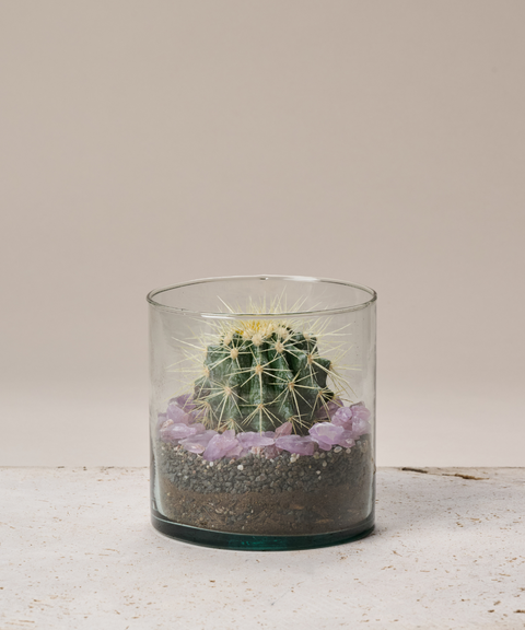 Terrario con Cactus Erizo y Amatistas