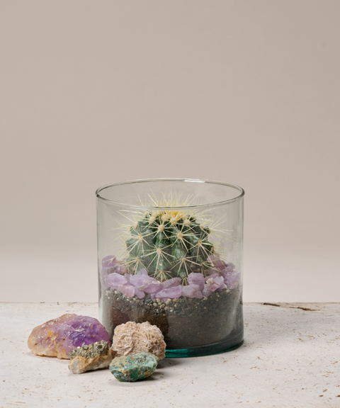 Terrario con Cactus Erizo y Amatistas