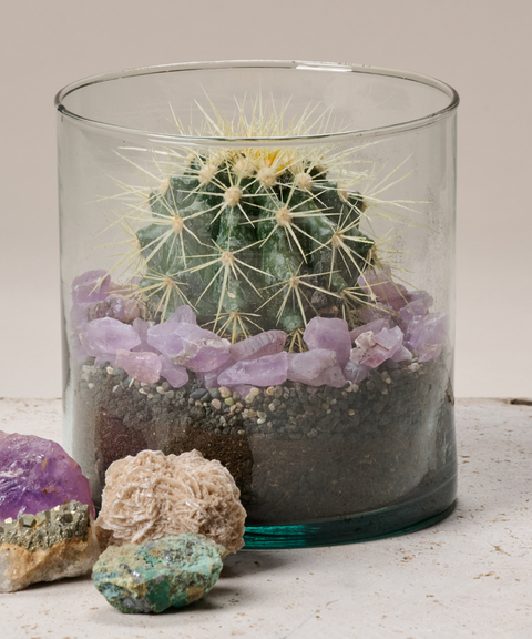 Terrario con Cactus Erizo y Amatistas
