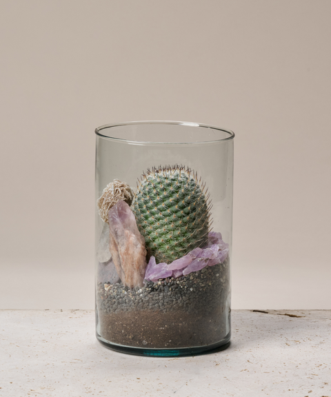 Terrario con Cactus Biznaguita, Amatistas, Cuarzo y Rosa del Desierto