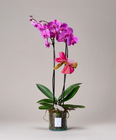 Orquídea