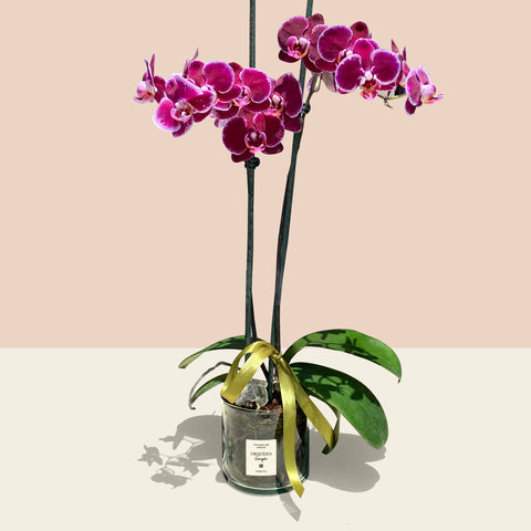 Orquídea Energía con Cuarzo Cristal