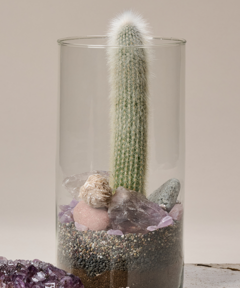 Terrario con Cactus Antorcha de Plata, Amatistas, Cuarzo y Rosa del Desierto