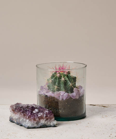 Terrario con Cactus Biznaga Ganchuda