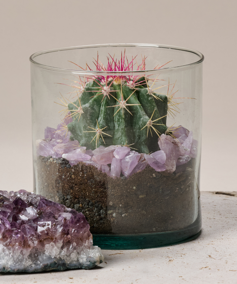 Terrario con Cactus Biznaga Ganchuda