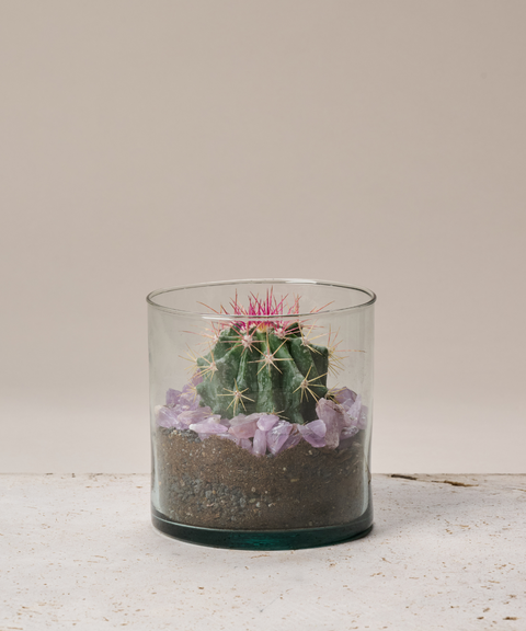 Terrario con Cactus Biznaga Ganchuda